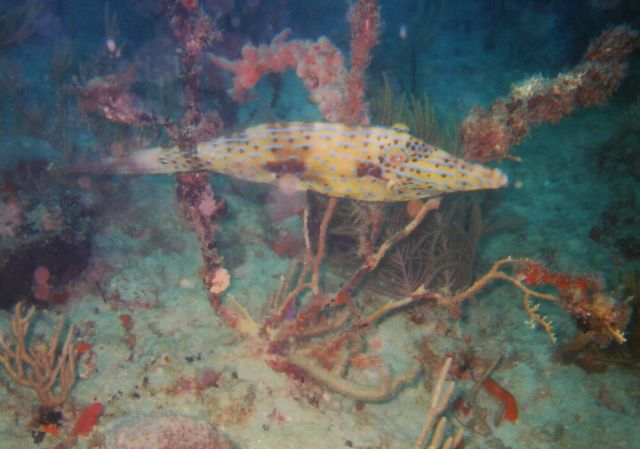 Lisa's Underwater Pics